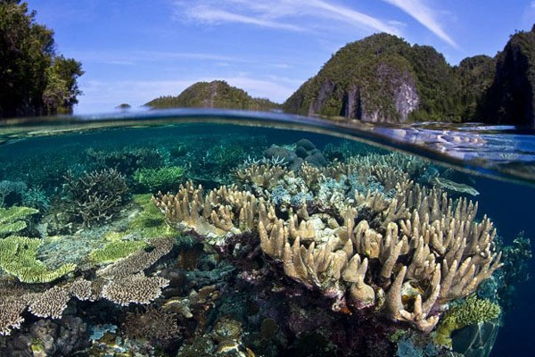 Rahasia di Bawah Laut: Indonesia Miliki Ekosistem Terumbu Karang Terluas di Dunia