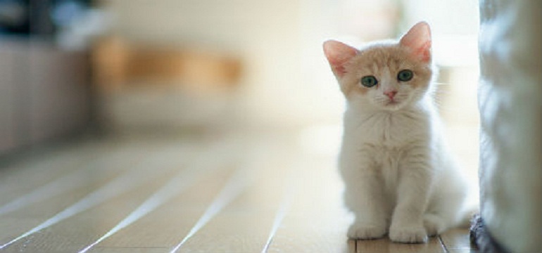 Memelihara Kucing dan Pengaruhnya terhadap Kesehatan